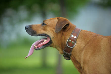 red dog on the green grass boxer