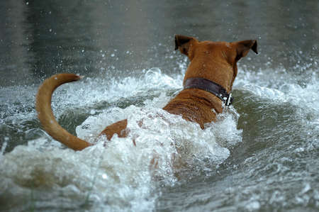 red dog in the waterの写真素材