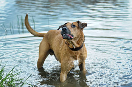 red dog in the waterの写真素材