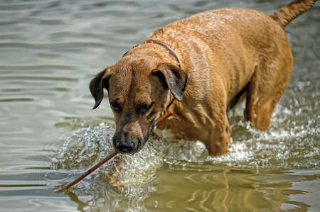 red dog in the waterの写真素材