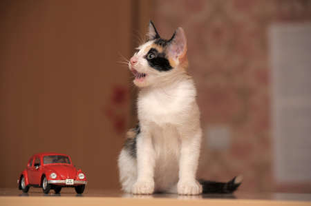 kitten and toy carの写真素材