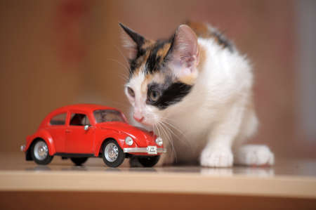 kitten and toy carの写真素材
