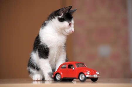 black and white kitten and toy carの写真素材