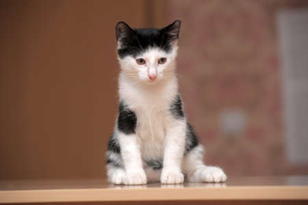 black and white kittenの写真素材
