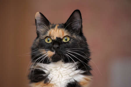 tricolor catの写真素材