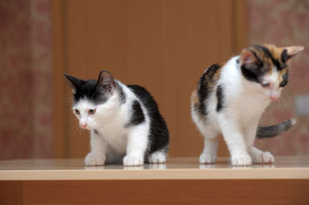 two kittensの写真素材