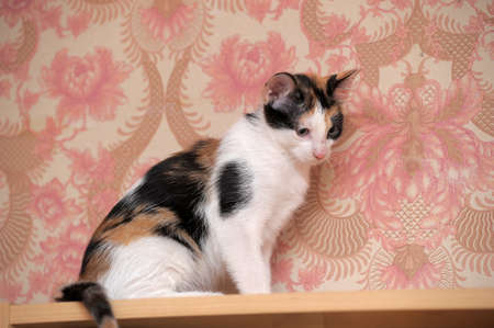 tricolor kittenの写真素材