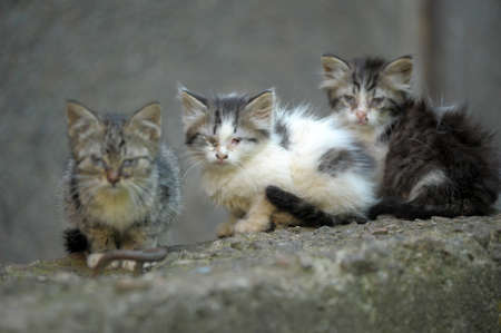 Three homeless kitten in the streetの写真素材