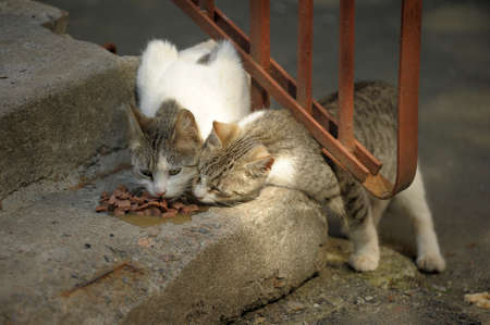 stray cats eats on the stairs