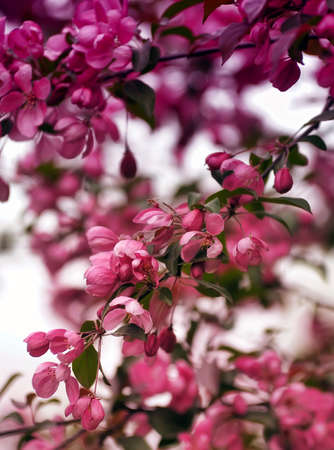 Branch of tree with pink flowersの写真素材