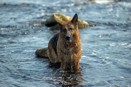 Shepherd in water