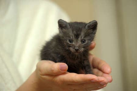 Cute kitten in womans handsの写真素材