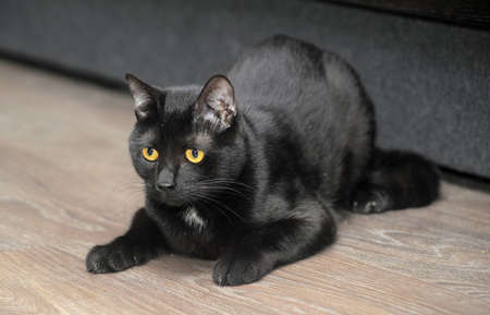 Graceful black catの写真素材