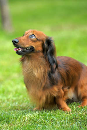 Long-haired dachshund on green grassの写真素材