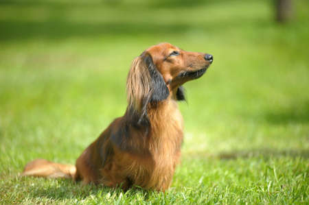 Long-haired dachshund on green grassの写真素材