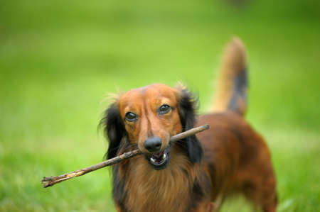 Long-haired dachshund on green grassの写真素材