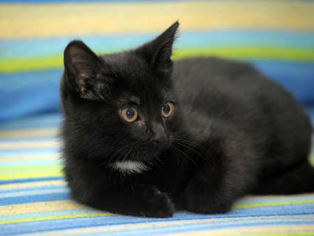  Portrait of a catの写真素材