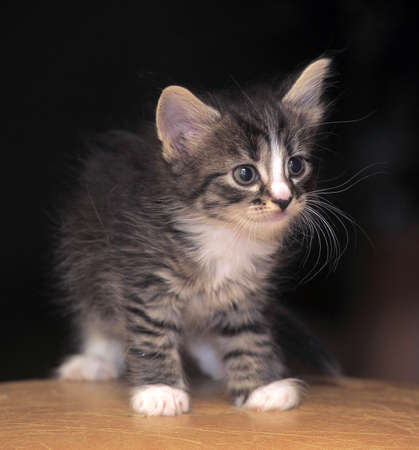 cute fluffy tabby kittenの写真素材