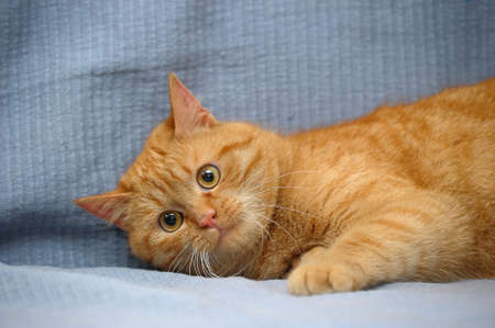 big red catの写真素材