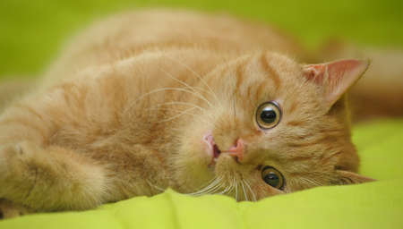 Red catの写真素材