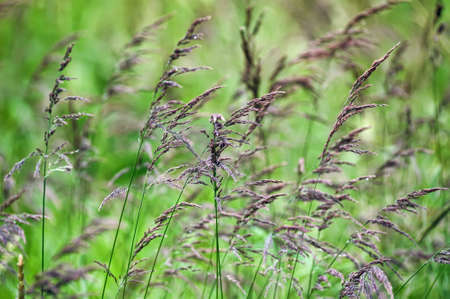 Green grassの写真素材