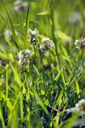 White clover, grass, backgroundの写真素材