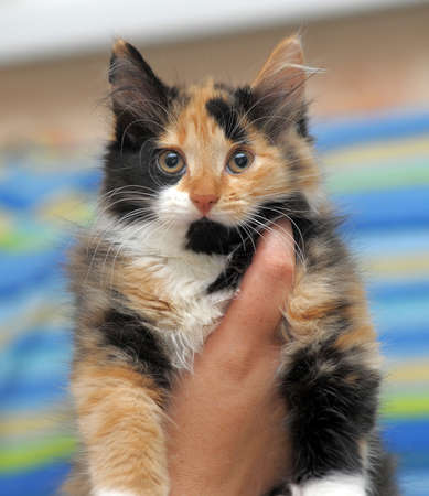 Portrait of red   black kittenの写真素材