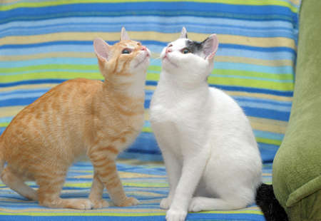 Red and black and white cats are sitting on the couch
