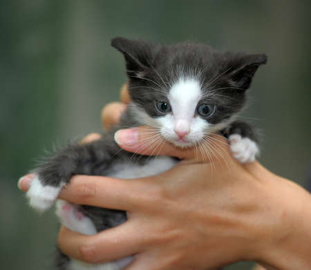 charming black kitten with white paws in the hands