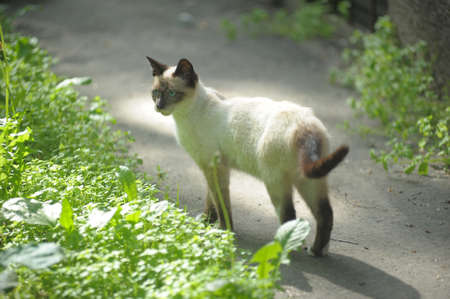 Siamese cat walking on the lawnの写真素材