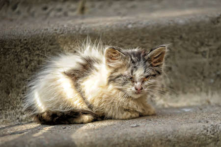 sick unhappy kitten in the streetの写真素材
