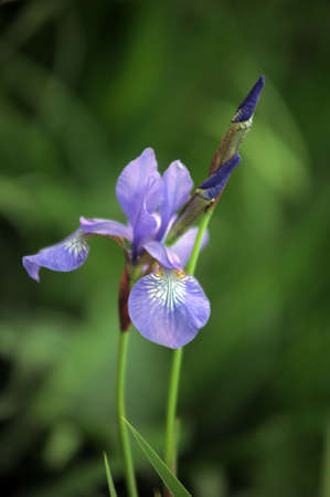 blue irises