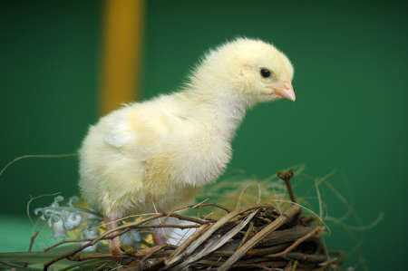 Easter chicken in nestの写真素材