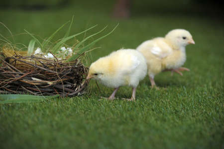 two chicken and jackの写真素材