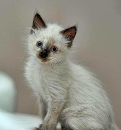  Siamese kittenの写真素材