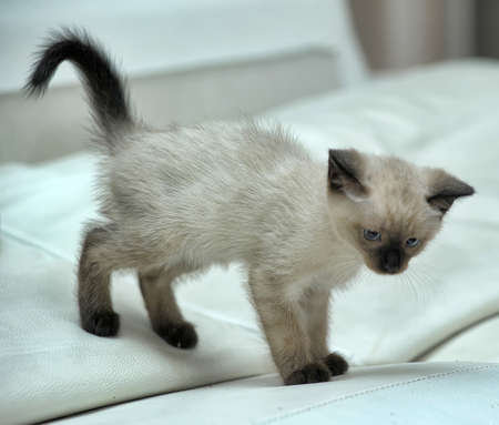 Siamese kittenの写真素材