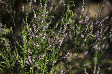 Blossoming heather