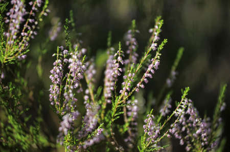 Blossoming heatherの写真素材