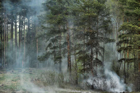 coniferous forest in the smokeの写真素材