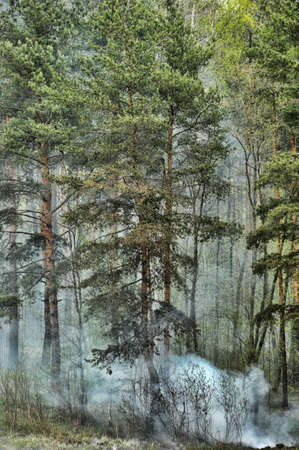 coniferous forest in the smokeの写真素材