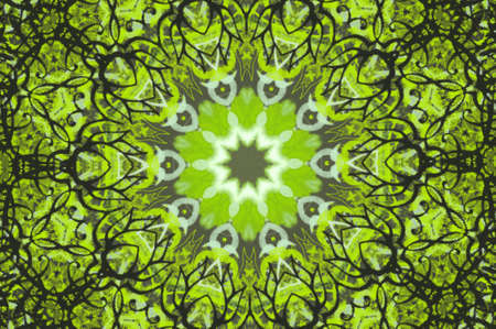 green circular patternの写真素材
