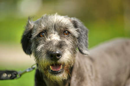 Terrier on a background of grassの写真素材