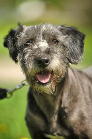 Terrier on a background of grassの写真素材
