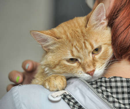 Cat on the shoulder of the girlの写真素材