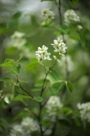 The branch of a bird cherry dismissed in the springの写真素材