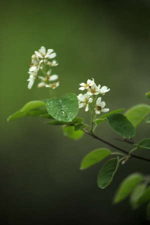 The branch of a bird cherry dismissed in the springの写真素材