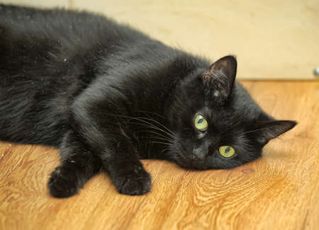 Black cat staring at the cameraの写真素材