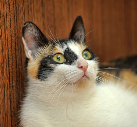 white with black and ginger catの写真素材