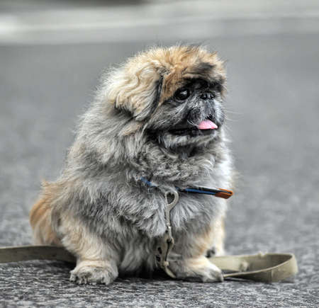 Pekingeseの写真素材