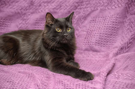 fluffy black kittenの写真素材